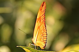 Horaces Duskywing Butterfly